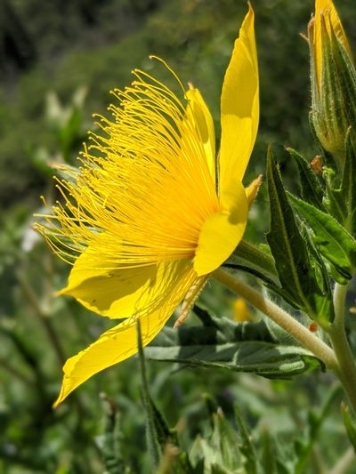 Mentzelia crocea, photographed by Alex Heyman