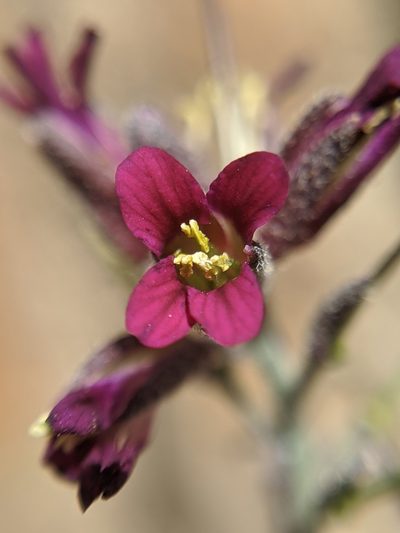 Boechera arcuata, photographed by Alex Heyman