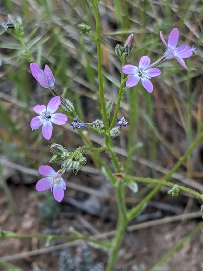 Gilia leptantha, photographed by Alex Heyman