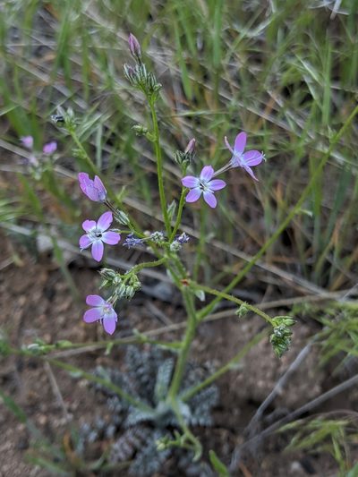 Gilia leptantha, photographed by Alex Heyman