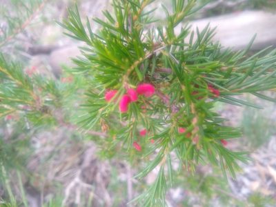 Grevillea rosmarinifolia, photographed by graeme lunt