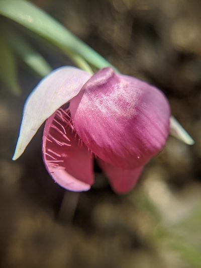 Calochortus amoenus, photographed by Alex Heyman