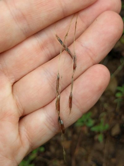 Bromus laevipes, photographed by Ken-ichi Ueda