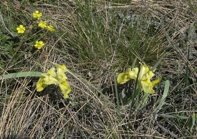 Iris humilis, photographed by Oleg Kosterin