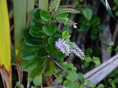 Veronica obtusata, photographed by Jacqui Geux