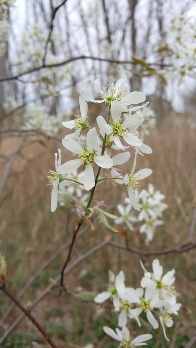 Amelanchier canadensis, photographed by Zihao Wang