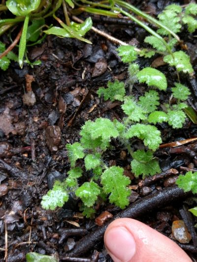 Phacelia rattanii, photographed by Ken-ichi Ueda