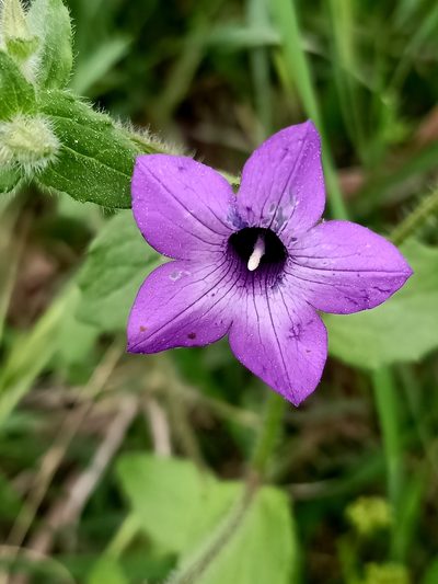 Campanula dichotoma, photographed by Aissa Djamel Filali