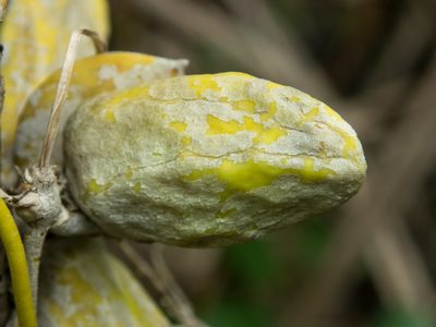 Dischidia major, photographed by Gerard Chartier