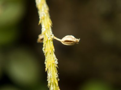 Oberonia anthropophora, photographed by Gerard Chartier