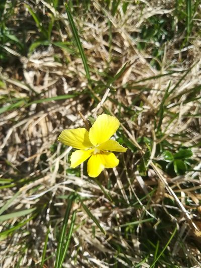 Viola ferrarinii, photographed by silk128
