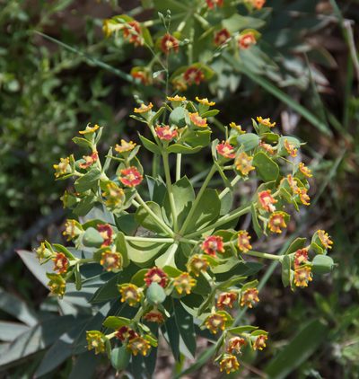 Euphorbia oxyphylla, photographed by William Stephens