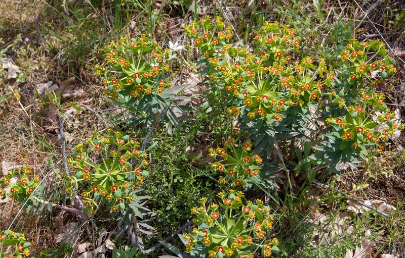 Euphorbia oxyphylla, photographed by William Stephens