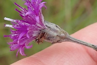 Hilliardiella capensis, photographed by Peter Warren