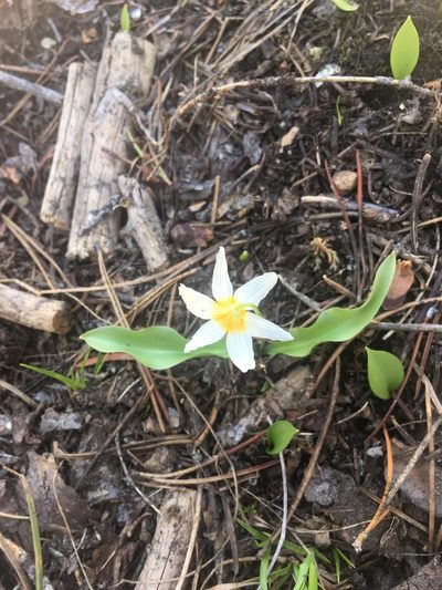 Erythronium purpurascens, photographed by Erica Krimmel