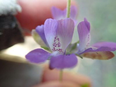 Collinsia concolor, photographed by Millie Basden