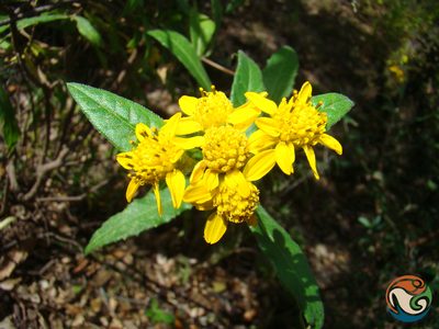 Verbesina persicifolia, photographed by Eugenio Padilla