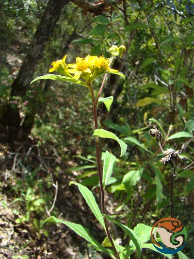 Verbesina persicifolia, photographed by Eugenio Padilla