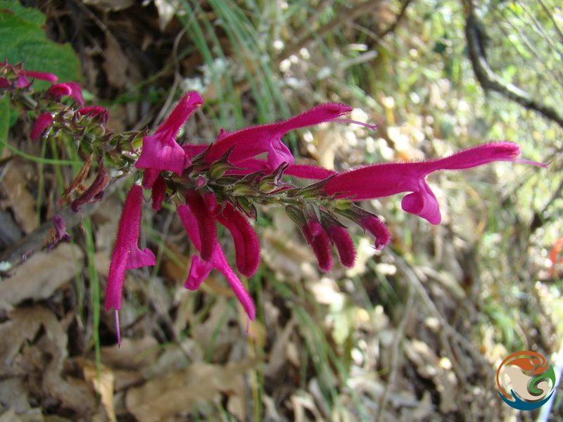 Salvia littae, photographed by Eugenio Padilla