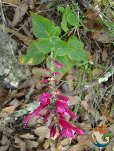 Salvia littae, photographed by Eugenio Padilla