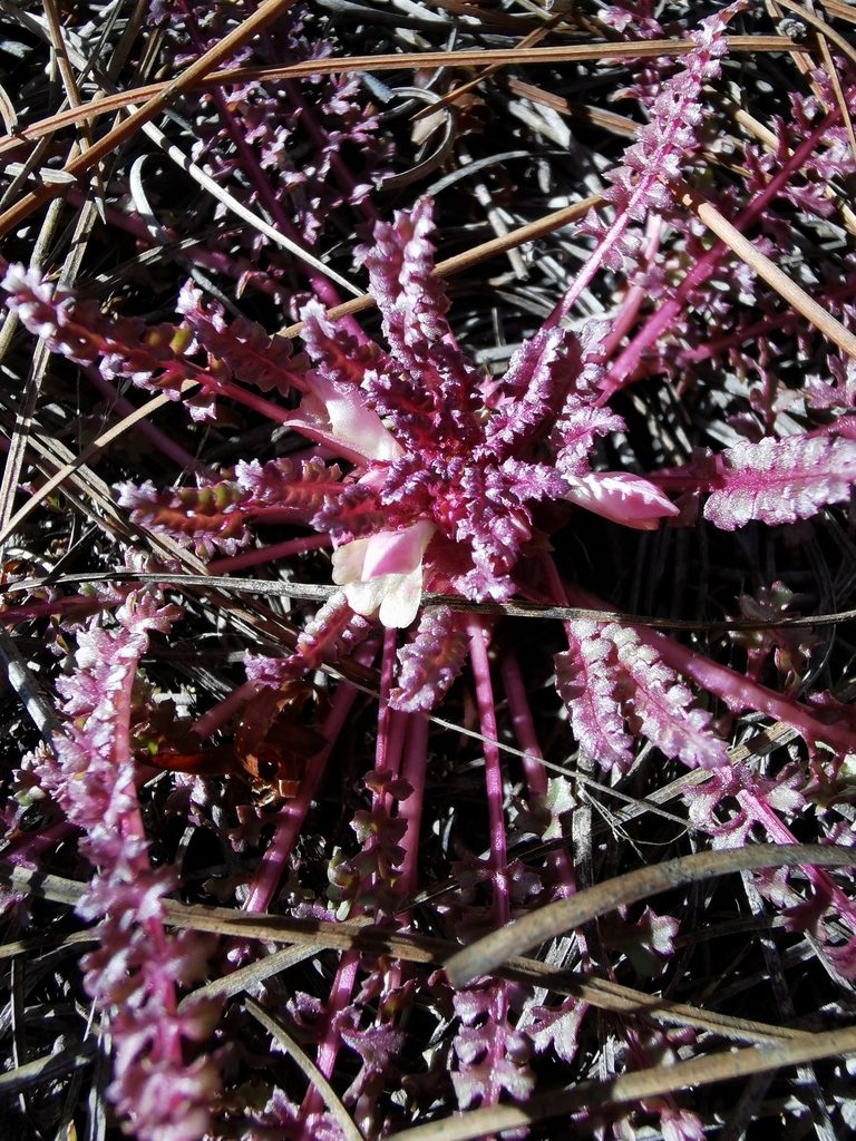 Pedicularis gordonii, photographed by M. Socorro González Elizondo