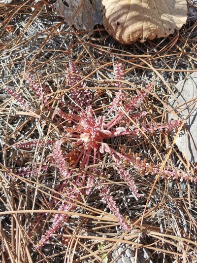 Pedicularis gordonii, photographed by M. Socorro González Elizondo