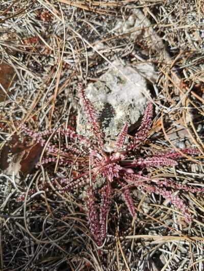 Pedicularis gordonii, photographed by M. Socorro González Elizondo