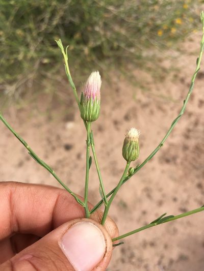 Baccharis wrightii, photographed by Cecelia Alexander