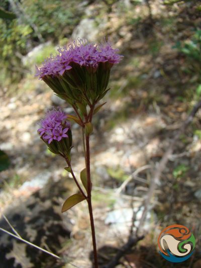 Stevia caracasana, photographed by Eugenio Padilla