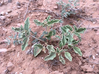 Acleisanthes diffusa, photographed by Cecelia Alexander