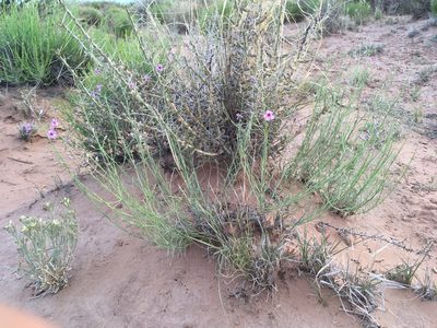Penstemon thurberi, photographed by Cecelia Alexander