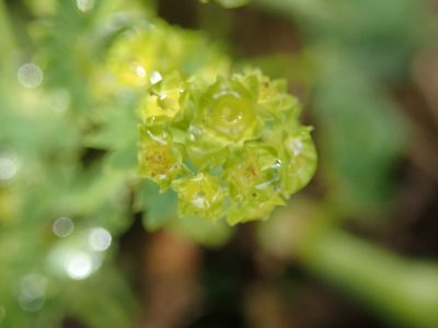 Alchemilla xanthochlora, photographed by agujaceratops