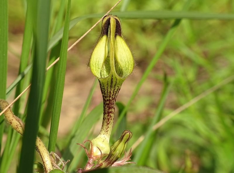 Ceropegia hirsuta, photographed by renjus box