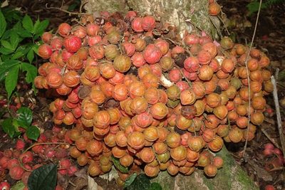 Baccaurea courtallensis, photographed by renjus box