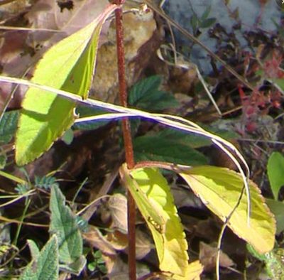 Stevia caracasana, photographed by Eugenio Padilla