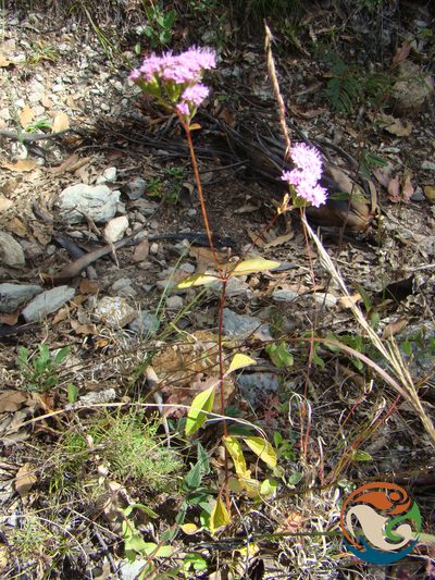 Stevia caracasana, photographed by Eugenio Padilla