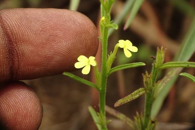 Striga asiatica, photographed by renjus box