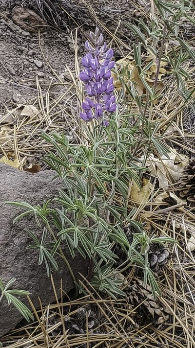 Lupinus caudatus, photographed by Craig Martin