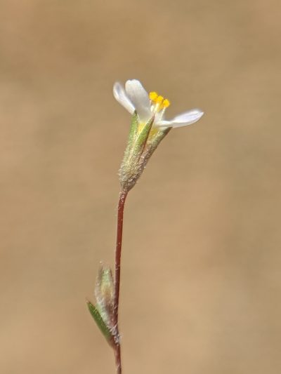 Leptosiphon pygmaeus, photographed by Alex Heyman