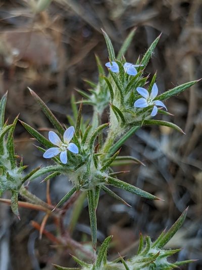 Eriastrum tracyi, photographed by Alex Heyman
