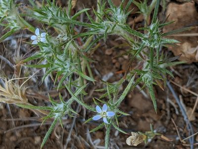Eriastrum tracyi, photographed by Alex Heyman