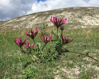Astragalus cornutus, photographed by Елена Патерикина