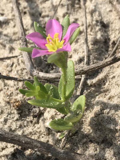Sabatia arenicola, photographed by Laura Clark