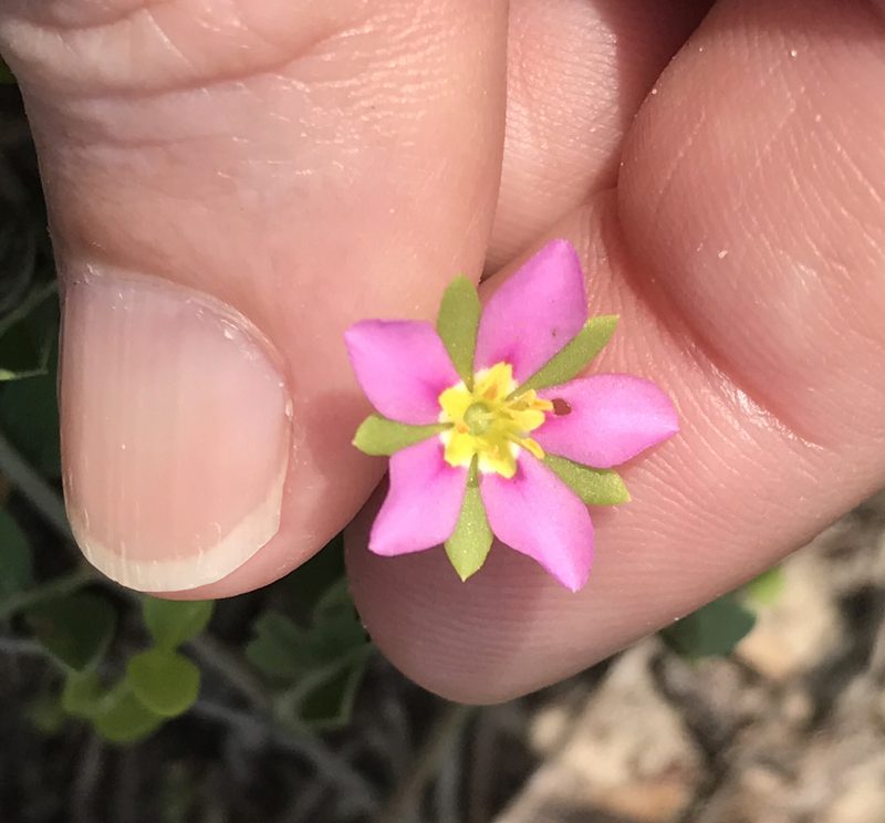 Sabatia arenicola, photographed by Laura Clark