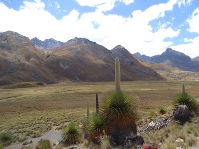 Puya raimondii, photographed by Roland Godon