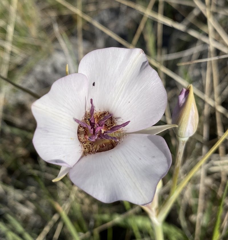 Calochortus excavatus, photographed by Matt Berger