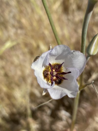 Calochortus excavatus, photographed by Matt Berger