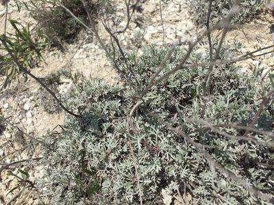 Artemisia hololeuca, photographed by Елена Патерикина