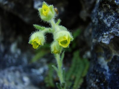 Saxifraga luteoviridis, photographed by xulescu_g