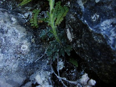Saxifraga luteoviridis, photographed by xulescu_g